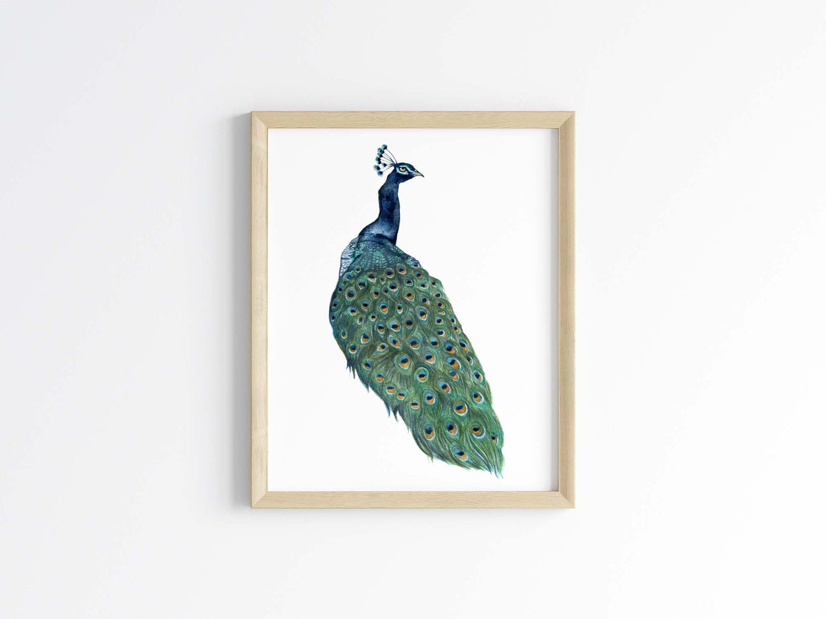 ★Original ART  ‘Peacock’ mistymountain1frameonwhitewall